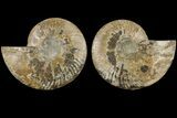 Agatized, Cut & Polished Ammonite Fossil - Madagasar #184289-1